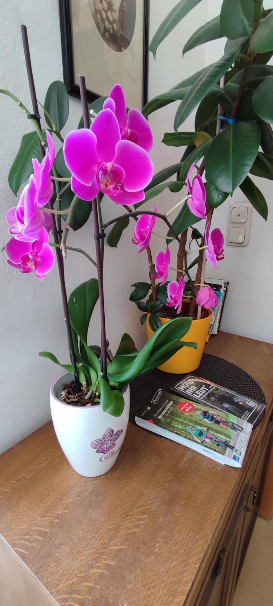 Gaestezimmer & Apartment Mayrhofer 伊布斯河畔魏德霍芬 外观 照片