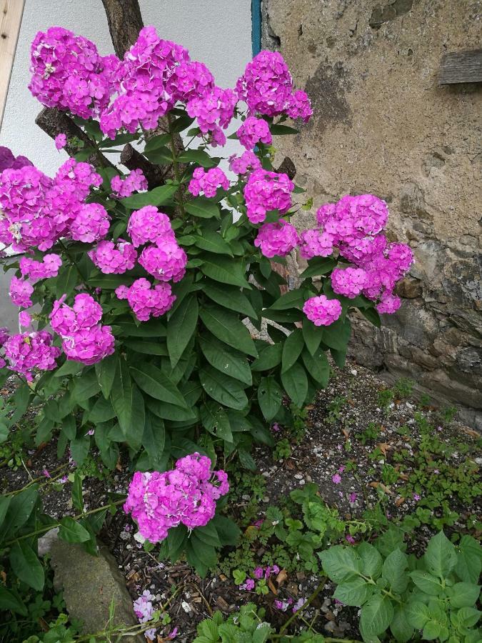 Gaestezimmer & Apartment Mayrhofer 伊布斯河畔魏德霍芬 外观 照片