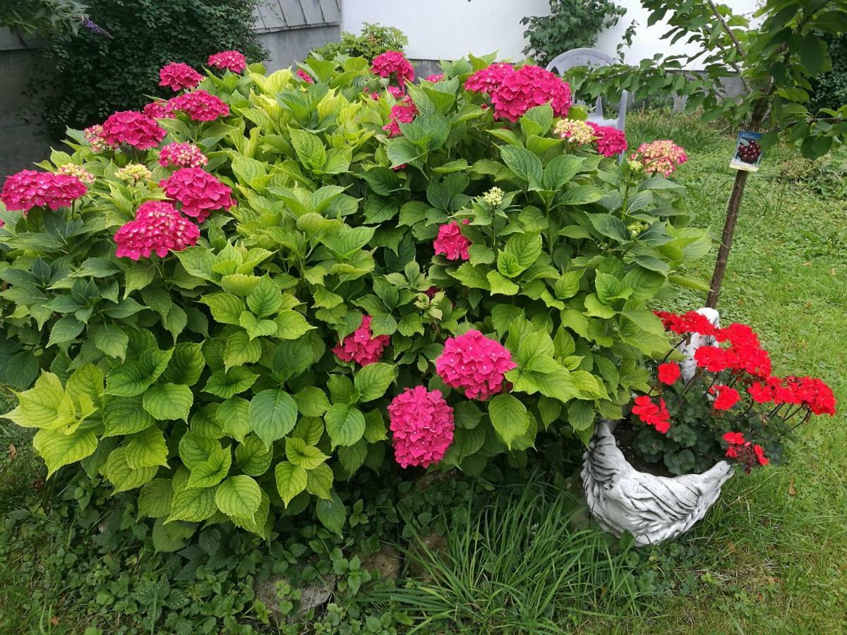Gaestezimmer & Apartment Mayrhofer 伊布斯河畔魏德霍芬 外观 照片
