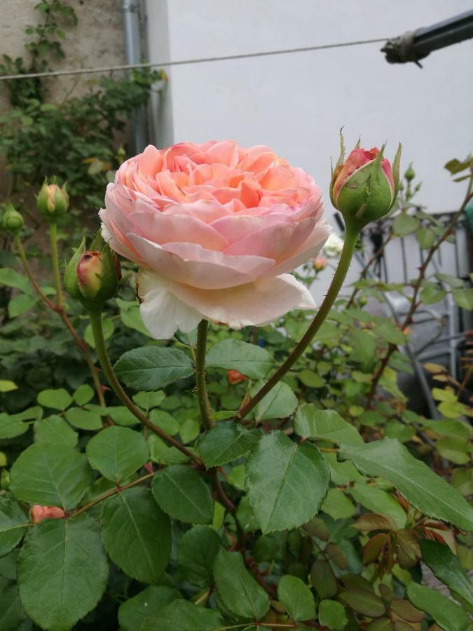 Gaestezimmer & Apartment Mayrhofer 伊布斯河畔魏德霍芬 外观 照片